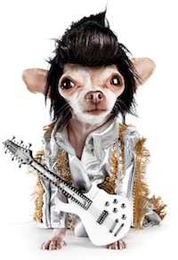 Elvis-Dog-with-Guitar 1