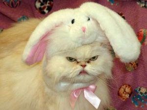 easter-humor-pissed-off-cat-with-bunny-ears-on-i-dont-think-so