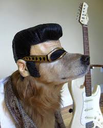Elvis dog